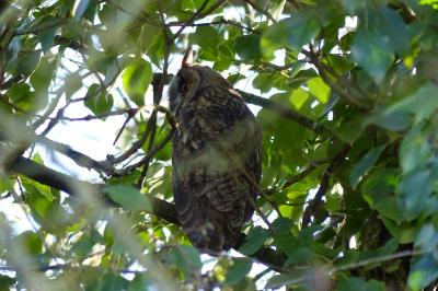 Hibou moyen-duc