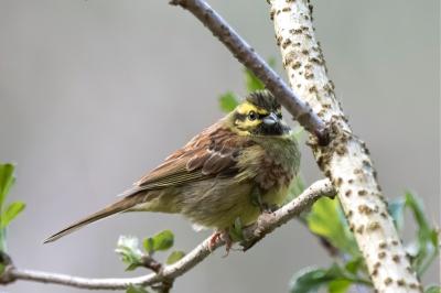 Emberiza cirlus