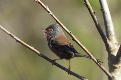 Sylvia undata