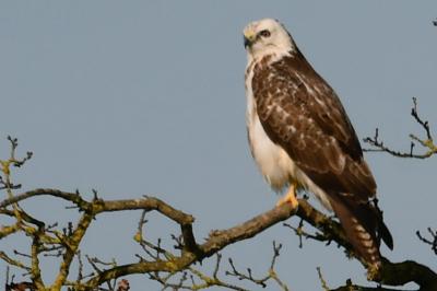 Buse variable