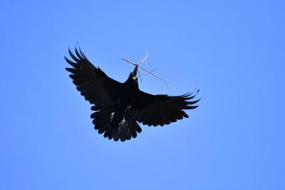 Corbeau freux