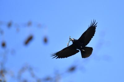 Corvus frugilegus