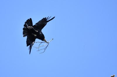 Corbeau freux