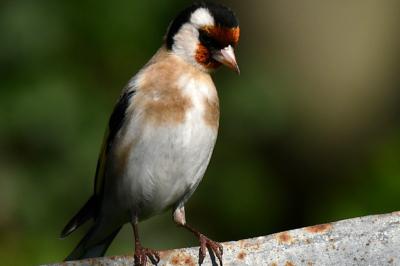 Chardonneret élégant