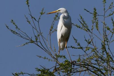 Grande Aigrette