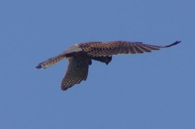 Faucon crécerelle