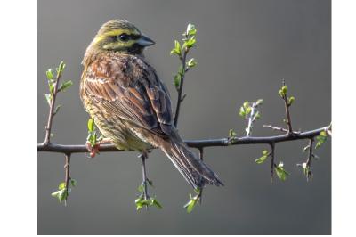 Emberiza cirlus