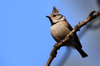 Mésange huppée