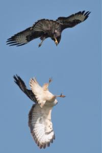 Buse variable
