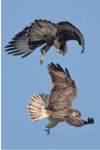 Buse variable