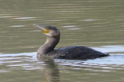 Grand Cormoran