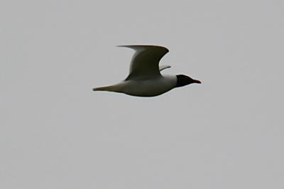 Mouette mélanocéphale