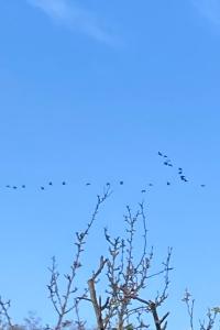 Grand Cormoran