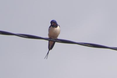 Hirondelle rustique