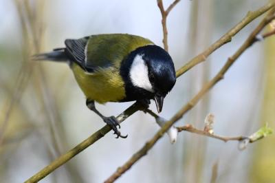 Mésange charbonnière
