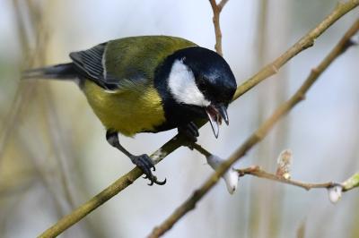 Mésange charbonnière