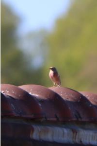 Linotte mélodieuse