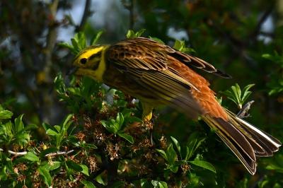 Bruant jaune
