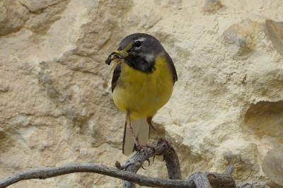 Bergeronnette des ruisseaux