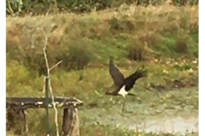 Cigogne noire
