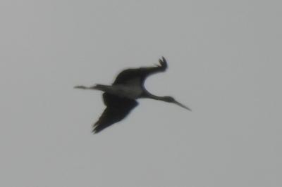 Cigogne noire