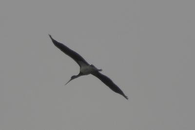 Cigogne noire