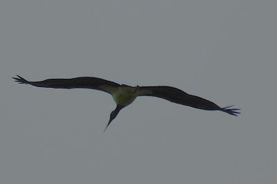 Cigogne noire
