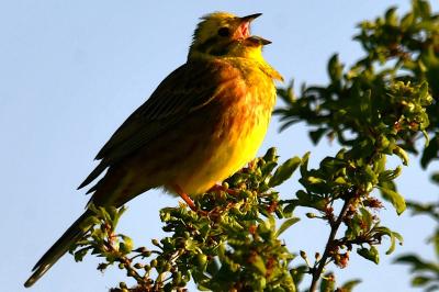 Bruant jaune