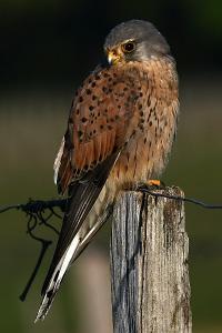 Faucon crécerelle