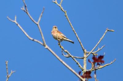 Linotte mélodieuse