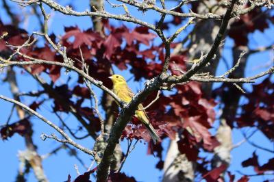 Bruant jaune