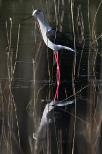 Echasse blanche