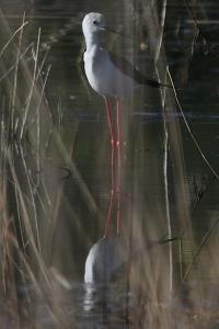 Echasse blanche
