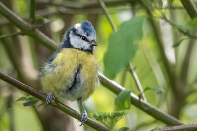 Mésange bleue