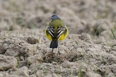 Bergeronnette printanière