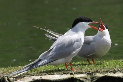 Sterna hirundo