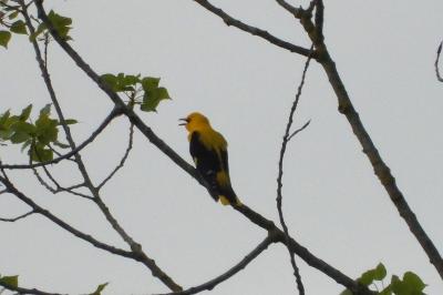 Oriolus oriolus