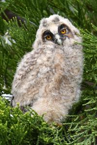 Hibou moyen-duc