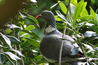 Columba palumbus