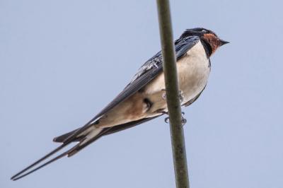 Hirondelle rustique