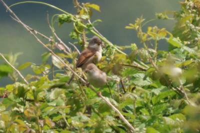 Fauvette grisette