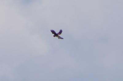 Faucon crécerelle