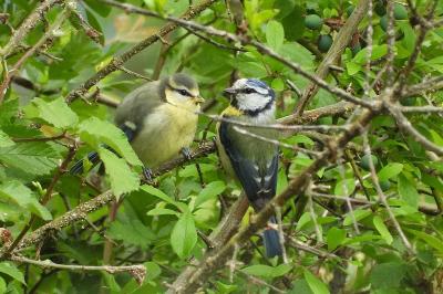 Cyanistes caeruleus