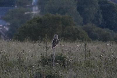 Hibou moyen-duc
