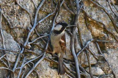 Moineau domestique