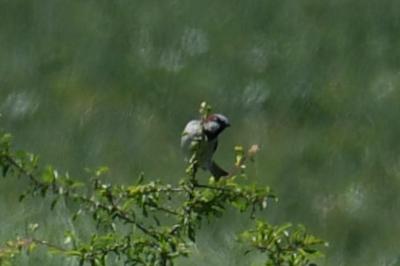Moineau domestique
