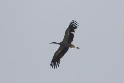 Cigogne blanche