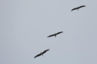 Cigogne blanche