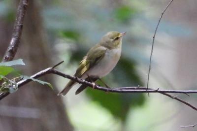 Phylloscopus sibilatrix