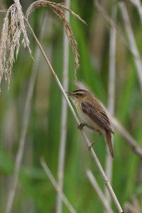 Phragmite des joncs